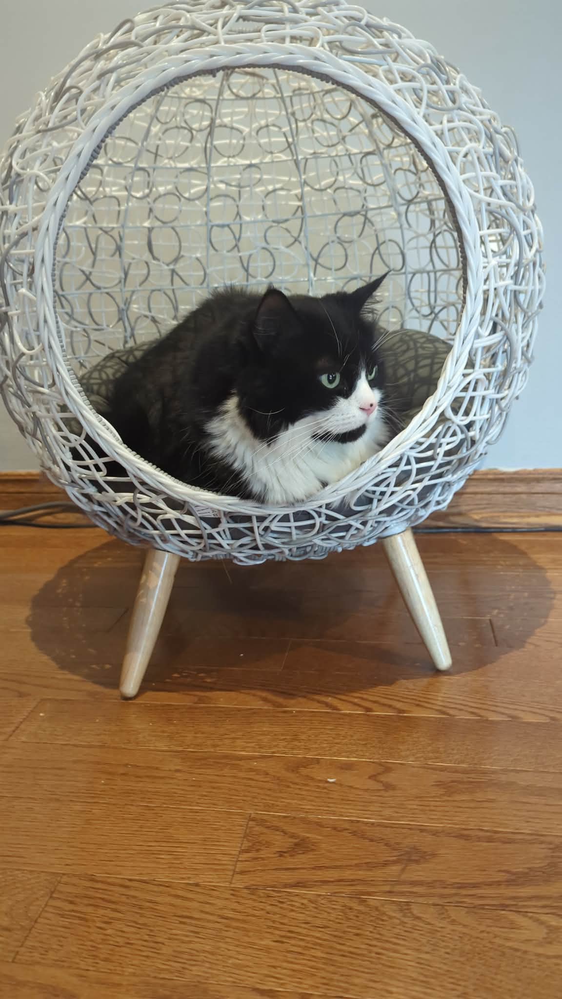 Pet sitting photo