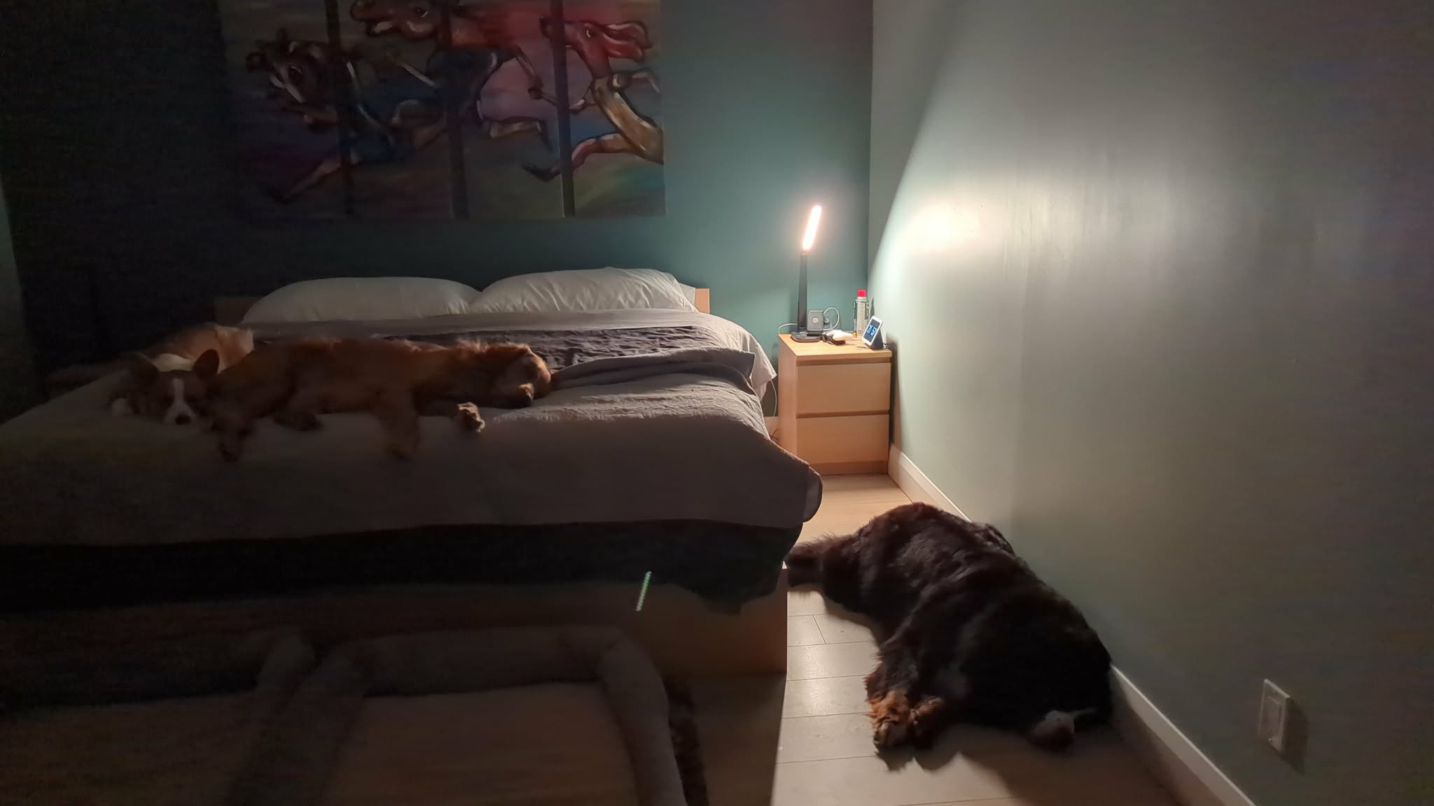 Pet sitting photo