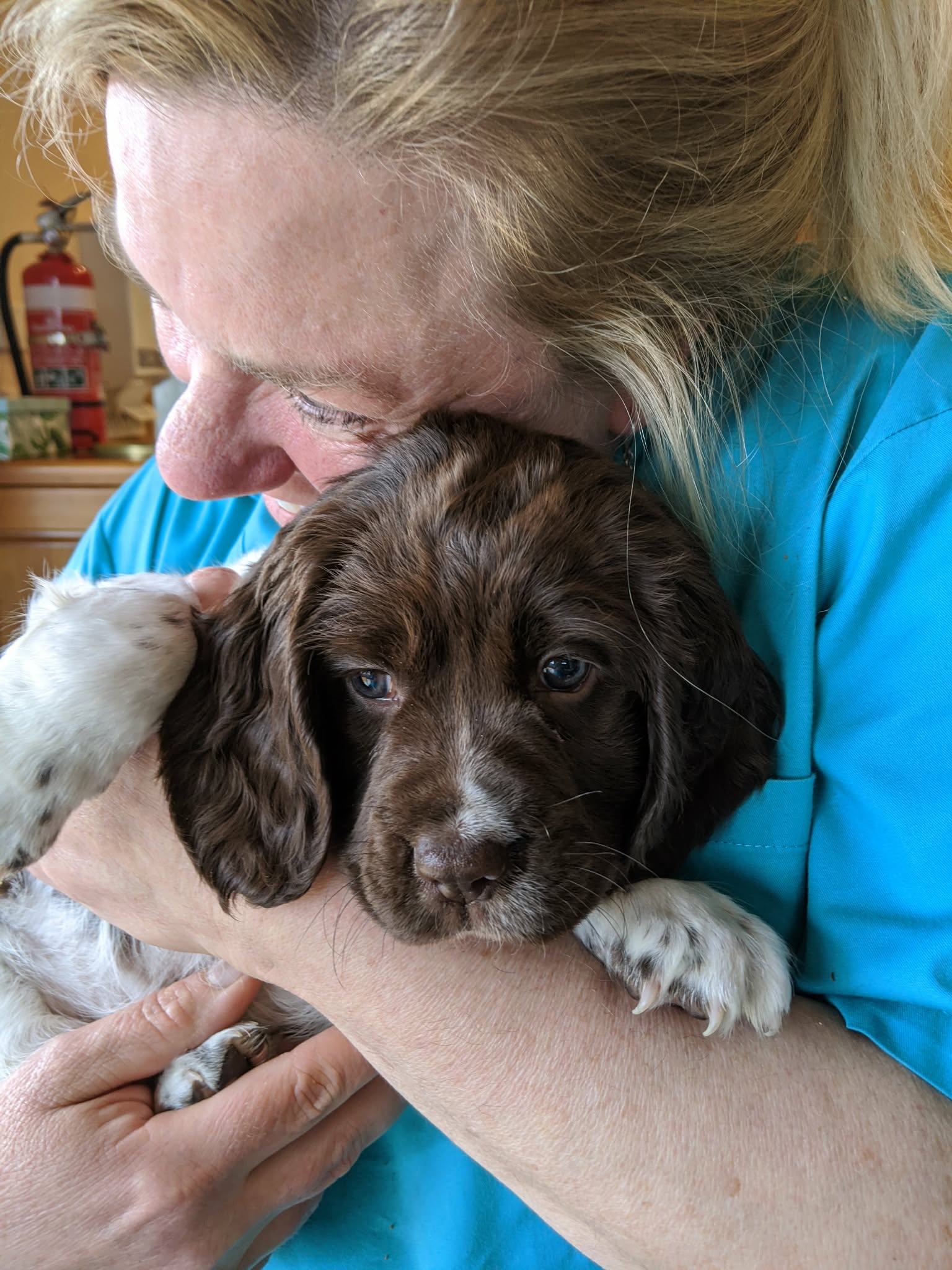 Pet sitting photo