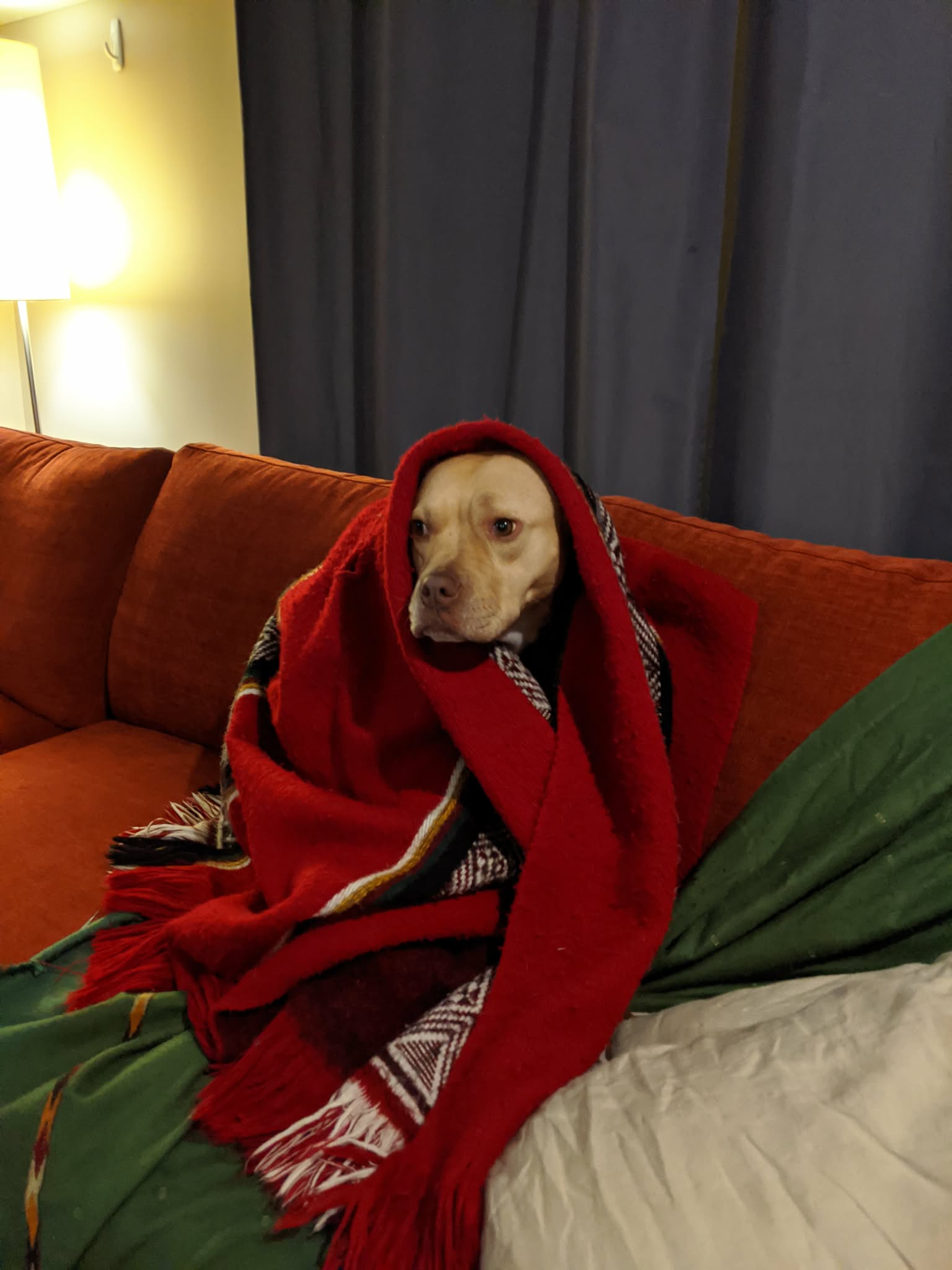Pet sitting photo