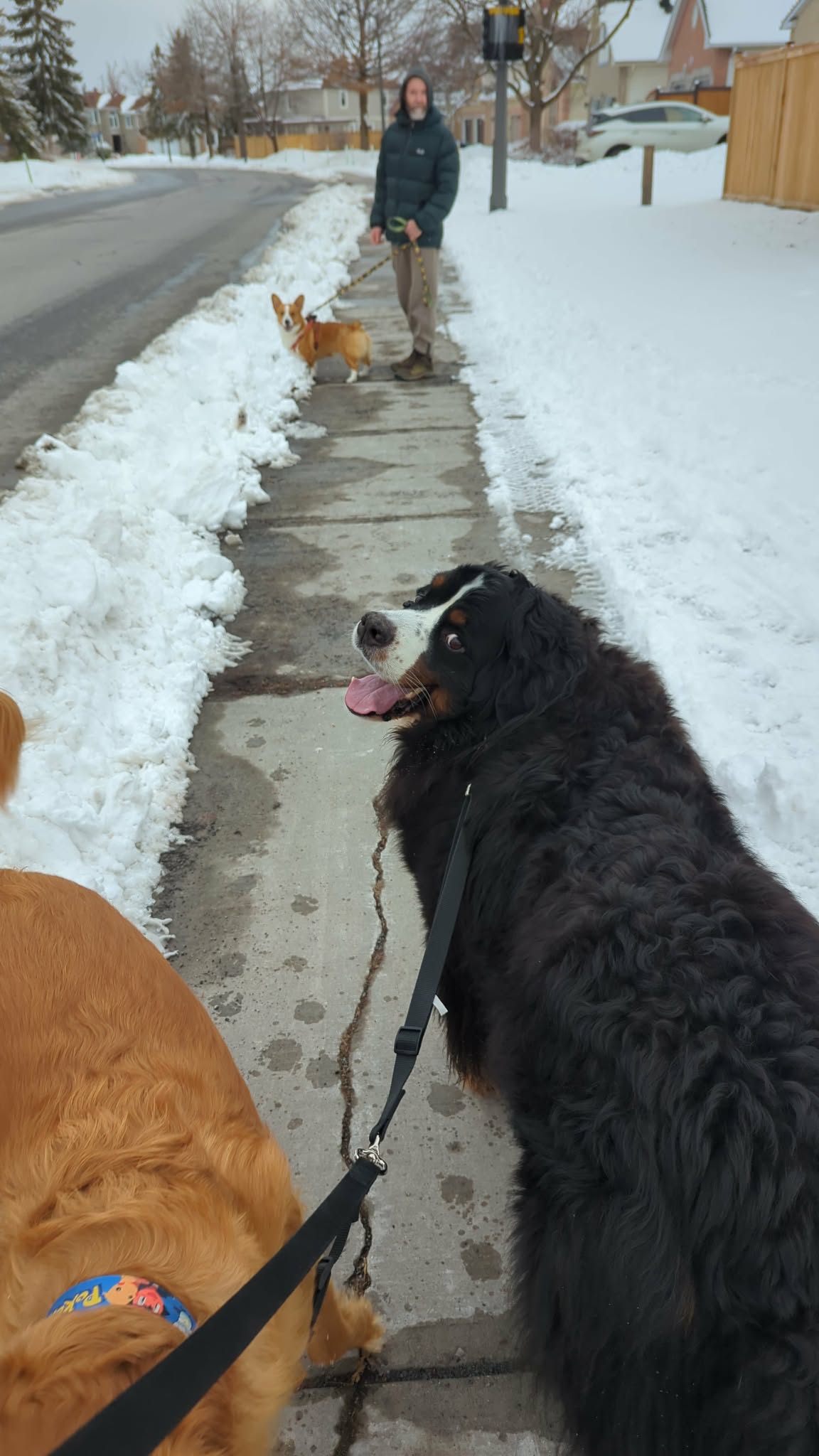 Pet sitting photo