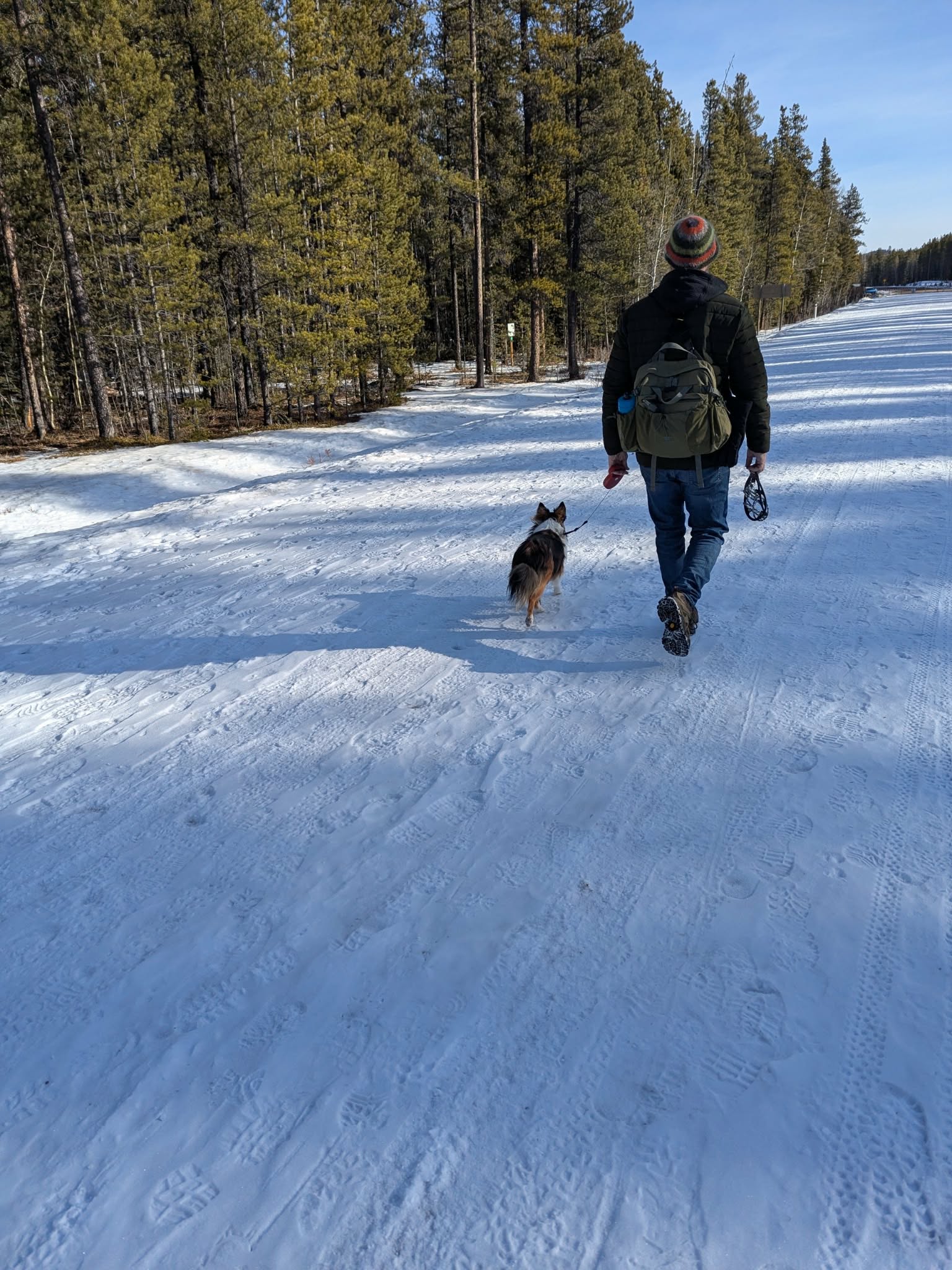 Pet sitting photo