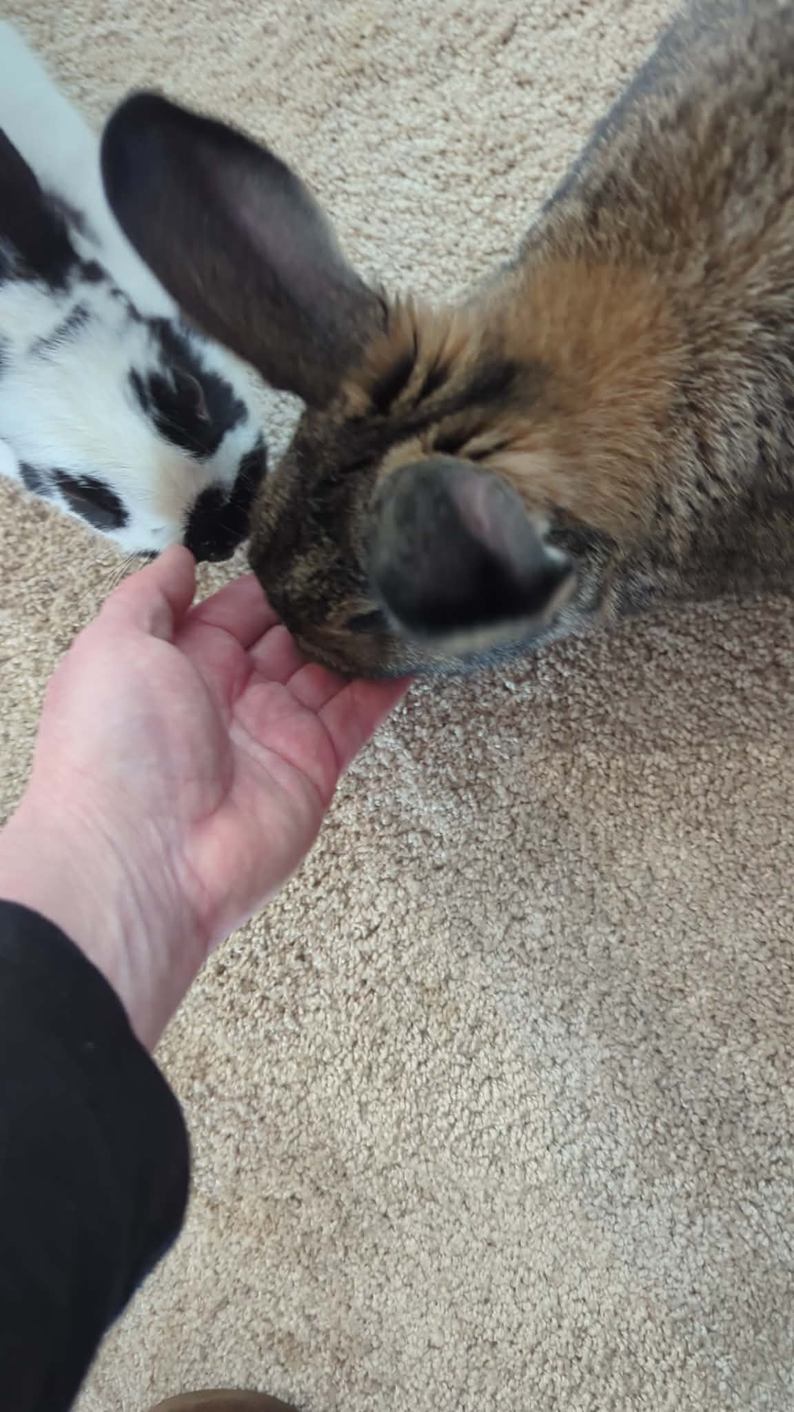 Pet sitting photo