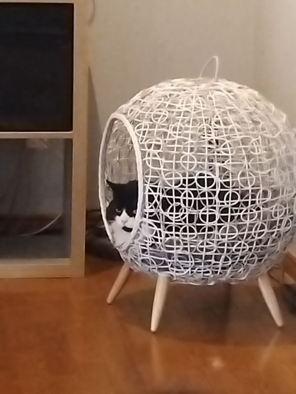 Pet sitting photo